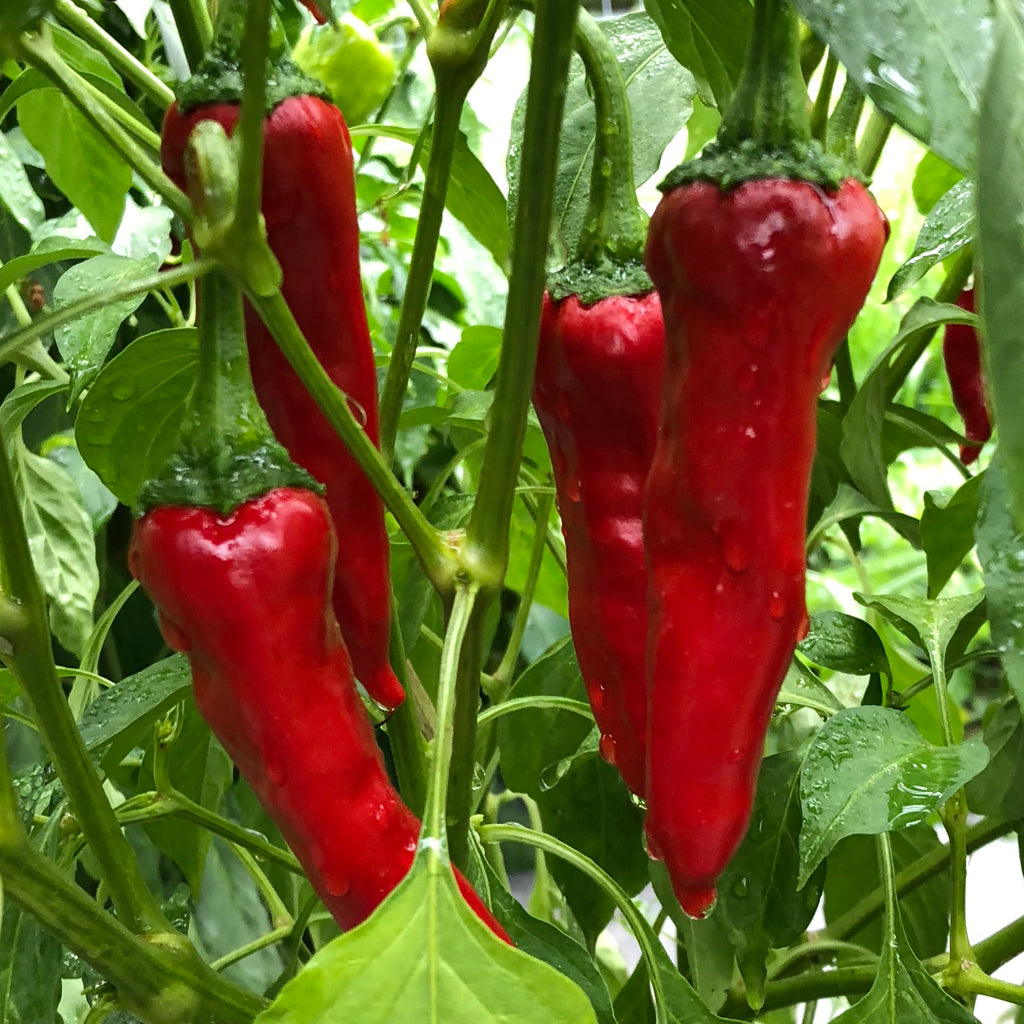 Barker Hot Pepper Capsicum annuum 250 mg Seeds For Planting