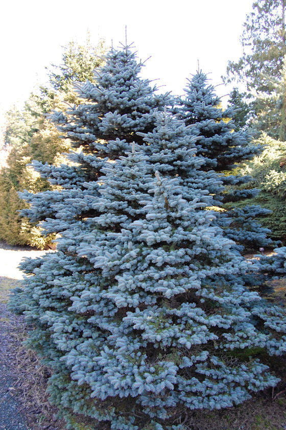 Picea Pungens Glauca Nm Carson (colorado Blue Pruce) 250 mg Seeds For Planting