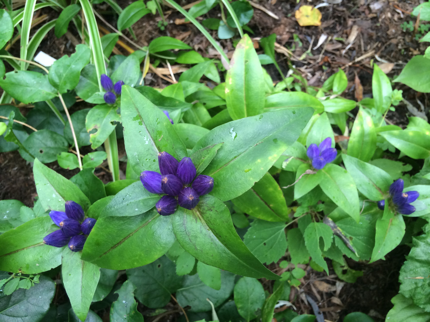 Gentiana Andrewii (bottle Gentian) 100 mg Seeds For Planting