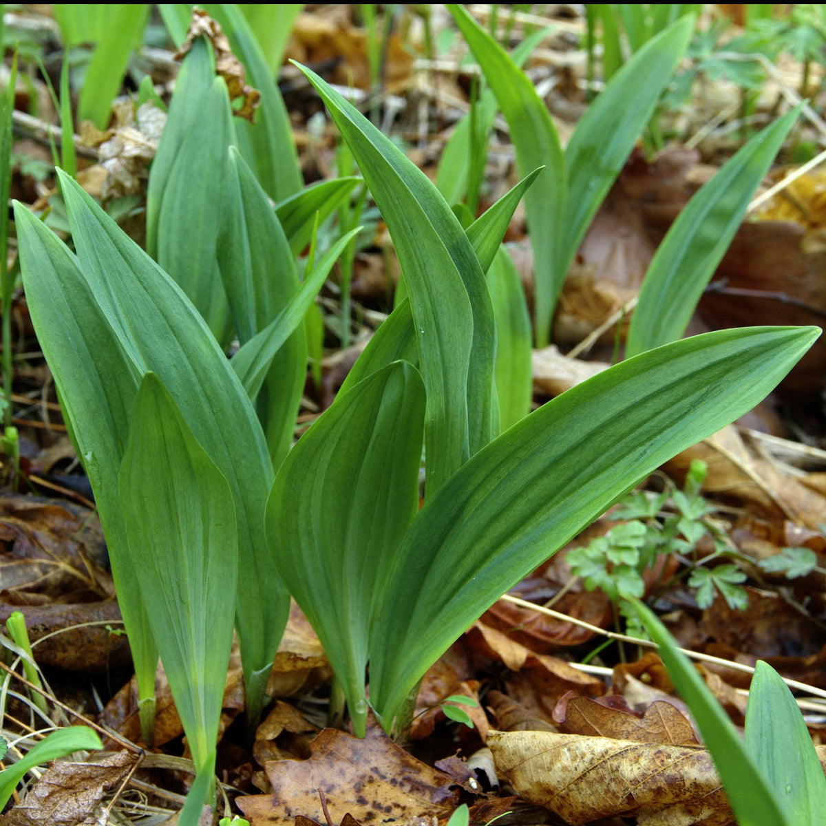 Wild Leek / Ramp Allium Tricoccum 10 Seeds For Planting