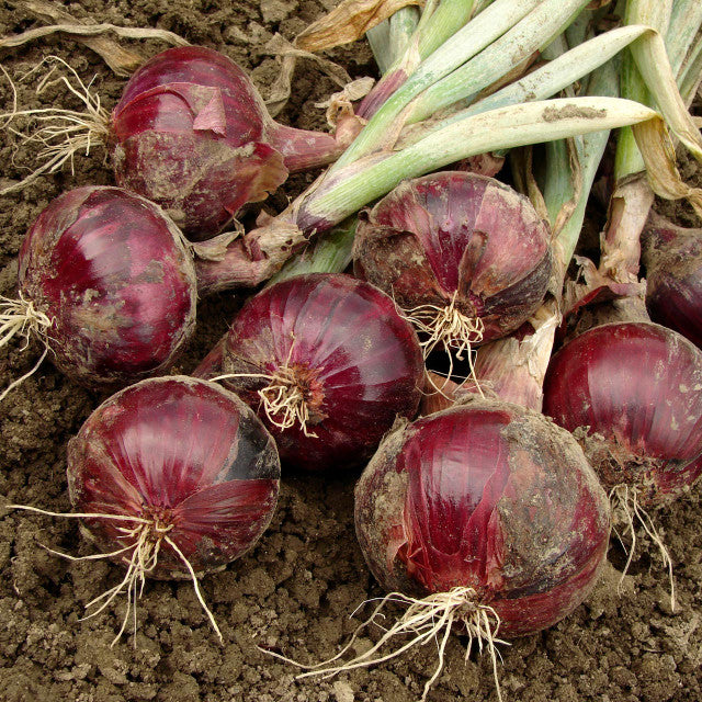 Onion Red Burgundy Short Day Allium cepa 70 Seeds For Planting