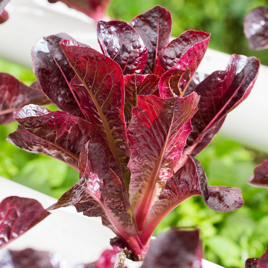 Red Romaine Lettuce