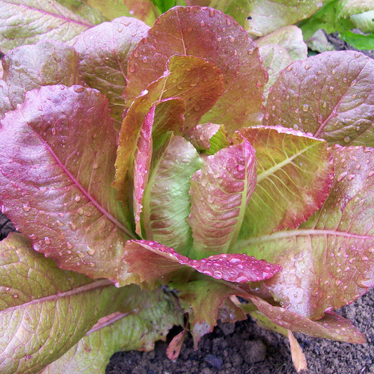 Rouge De Hiver Red Romaine Lettuce