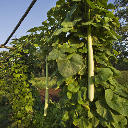 Snake Gourd (Lagenaria siceraria)