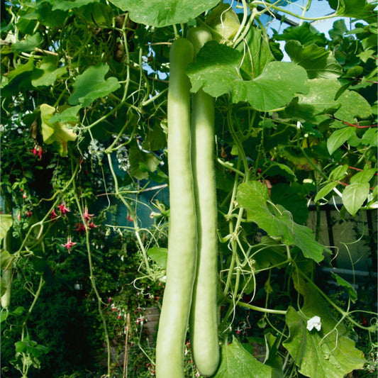 Snake Gourd (Lagenaria siceraria)