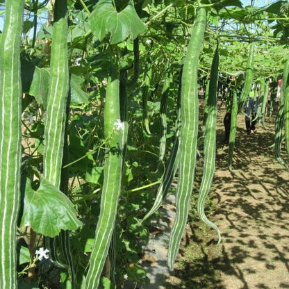 Snake Gourd (Lagenaria siceraria)