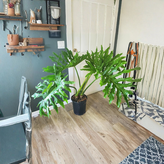 Philodendron Selloum – Thaumatophyllum bipinnatifidum Live Tropical Plant | 2 Feet Tall | Shipped in 3 Gallon Pot  Bold Split Leaves | Lush Tropical Foliage | Indoor or Outdoor Statement Plant
