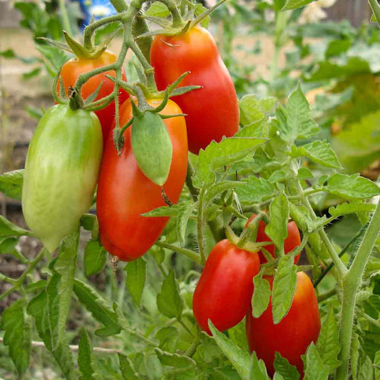 Tomato San Marzano 250 mg Seeds For Planting