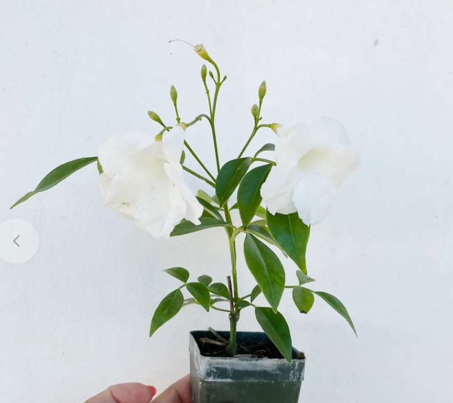 Live White Bower Vine Plant - Pandorea Jasminoides 'Alba' - Evergreen Blooms for Climbing & Gardening