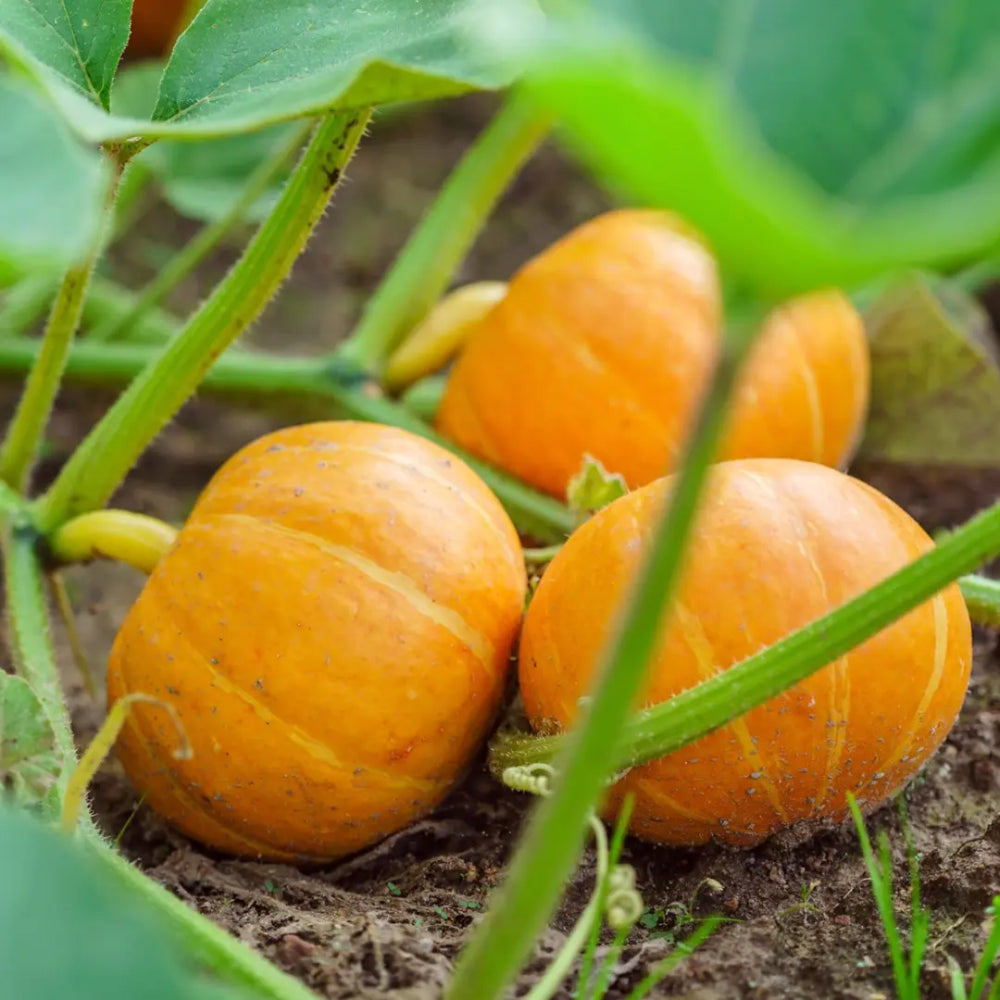 Small Sugar Pumpkin