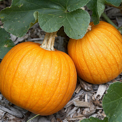 Small Sugar Pumpkin