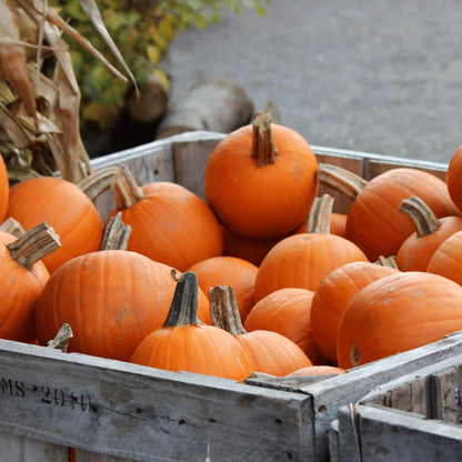 Small Sugar Pumpkin