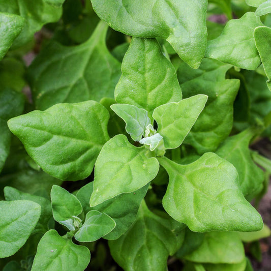 Spinach New Zealand