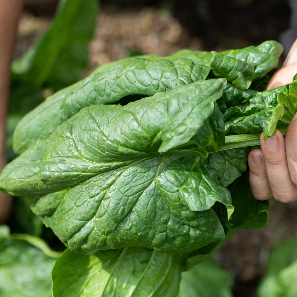 Spinach Viroflay