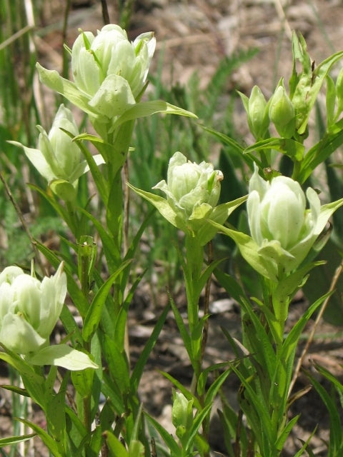 Sulphur Paintbrush Castilleja sulphurea 100 mg (approx 900 seeds) Seeds For Planting