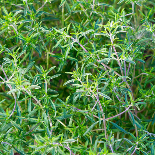 Summer Savory