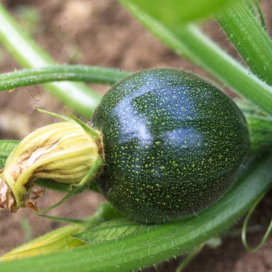 Summer Squash Round Zucchini