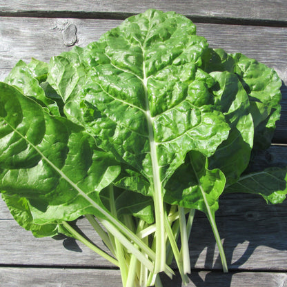 Swiss Chard Fordhook