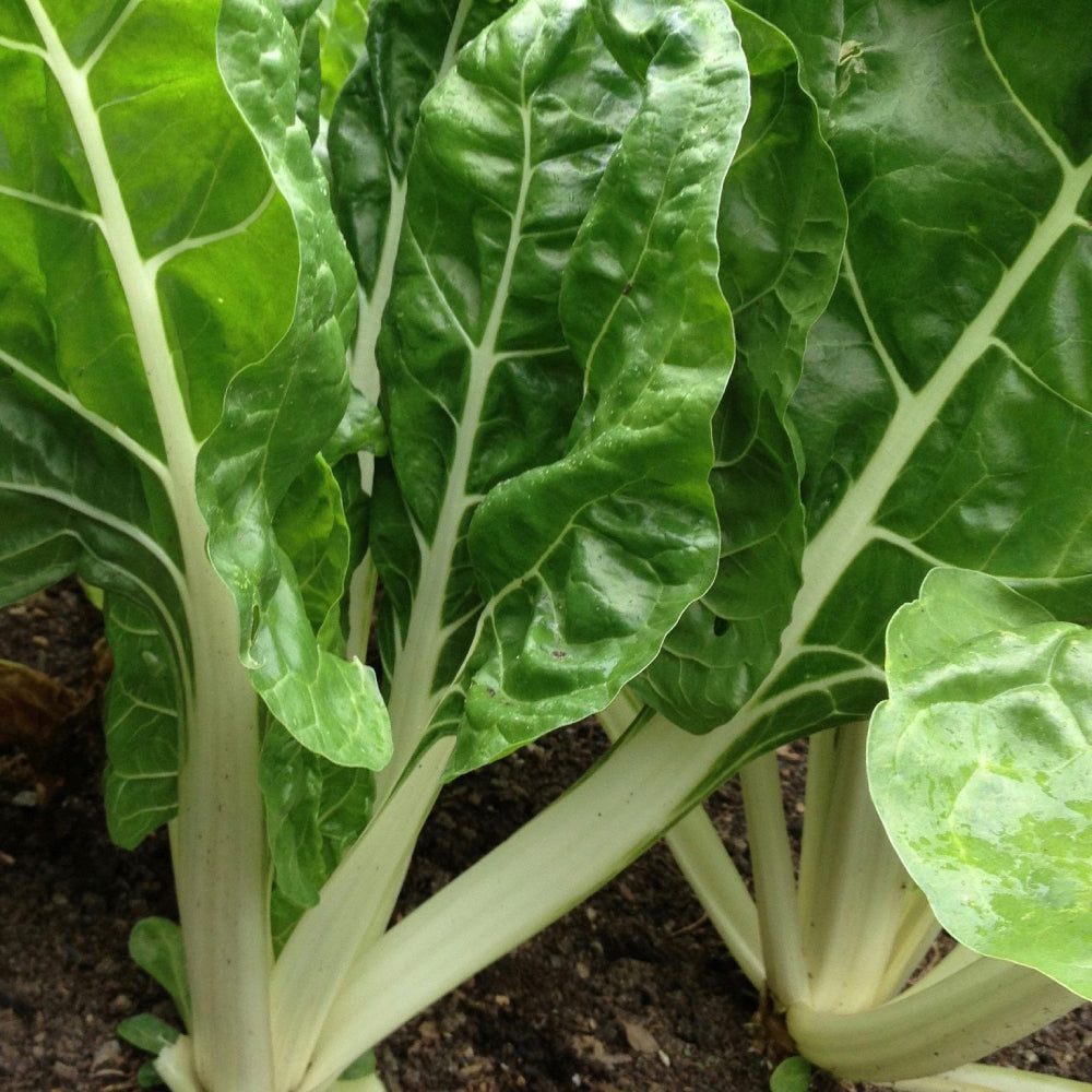 Swiss Chard Fordhook