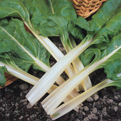 Swiss Chard Fordhook