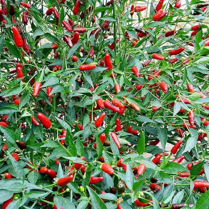 Thai Garden Bird Hot Pepper