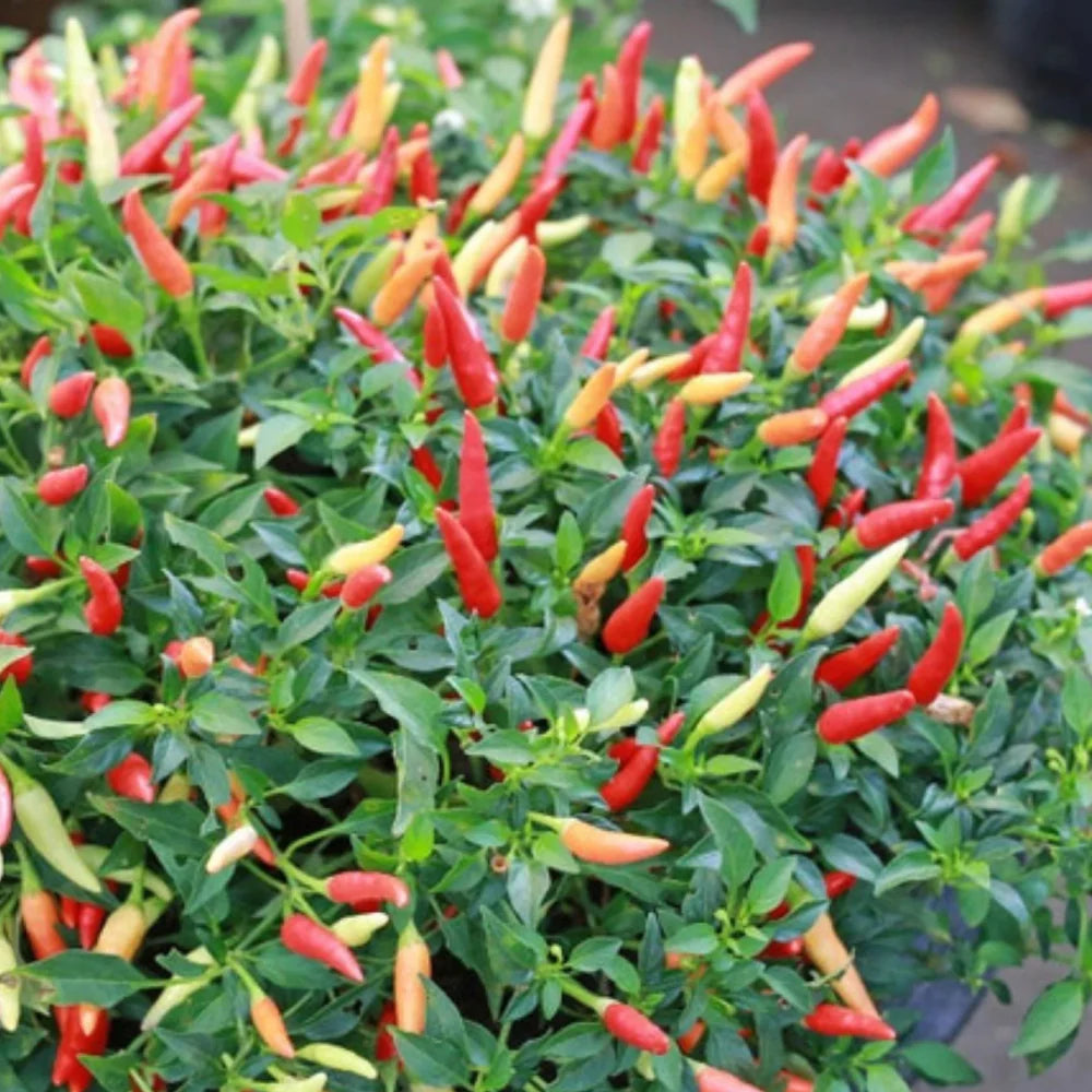 Garden Bird THAI PEPPER 250 mg Seeds For Planting