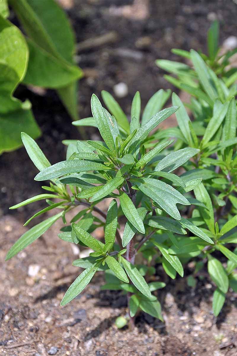 Summer Savory Satureja hortensis 500 Seeds For Planting