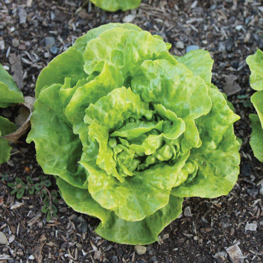 Tom Thumb Butterhead Lettuce