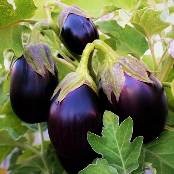 200+ Black Beauty Eggplant Seeds - Heirloom, Non-GMO & Classic Variety