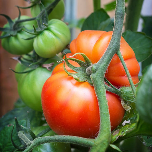 Tomato Beefsteak