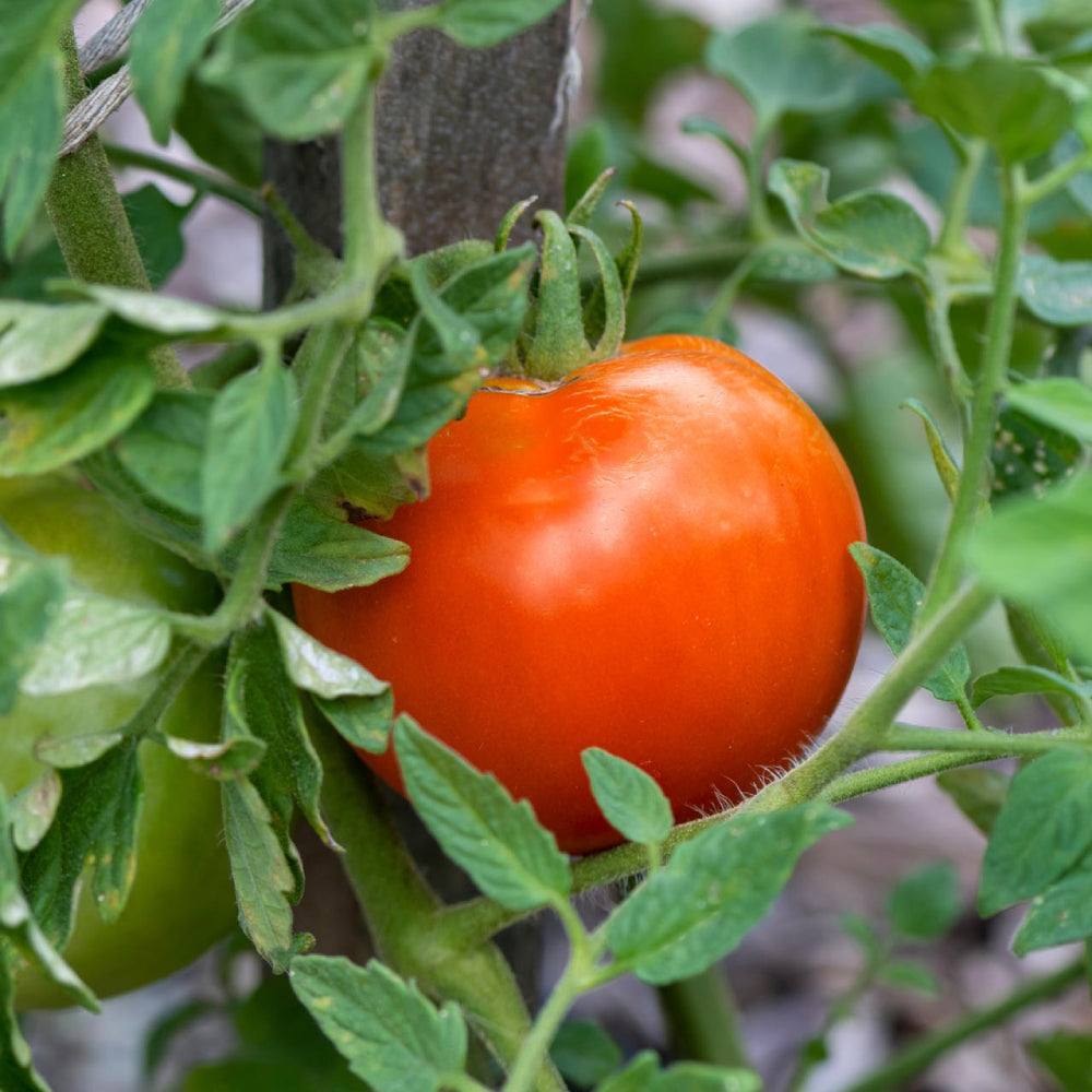 Tomato Beefsteak