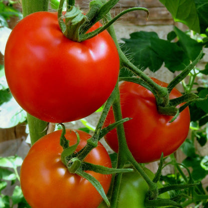 Tomato Floradel