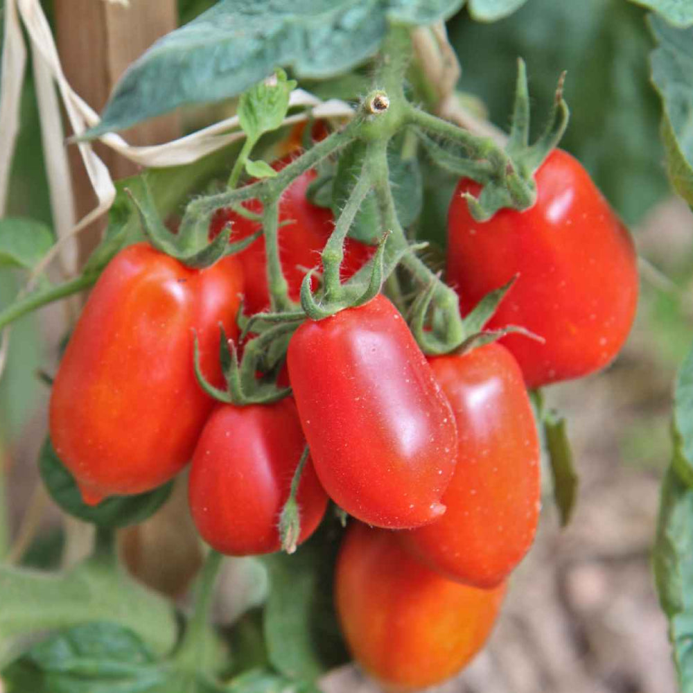 Tomato Roma – Sejahtera Seeds and Bulbs