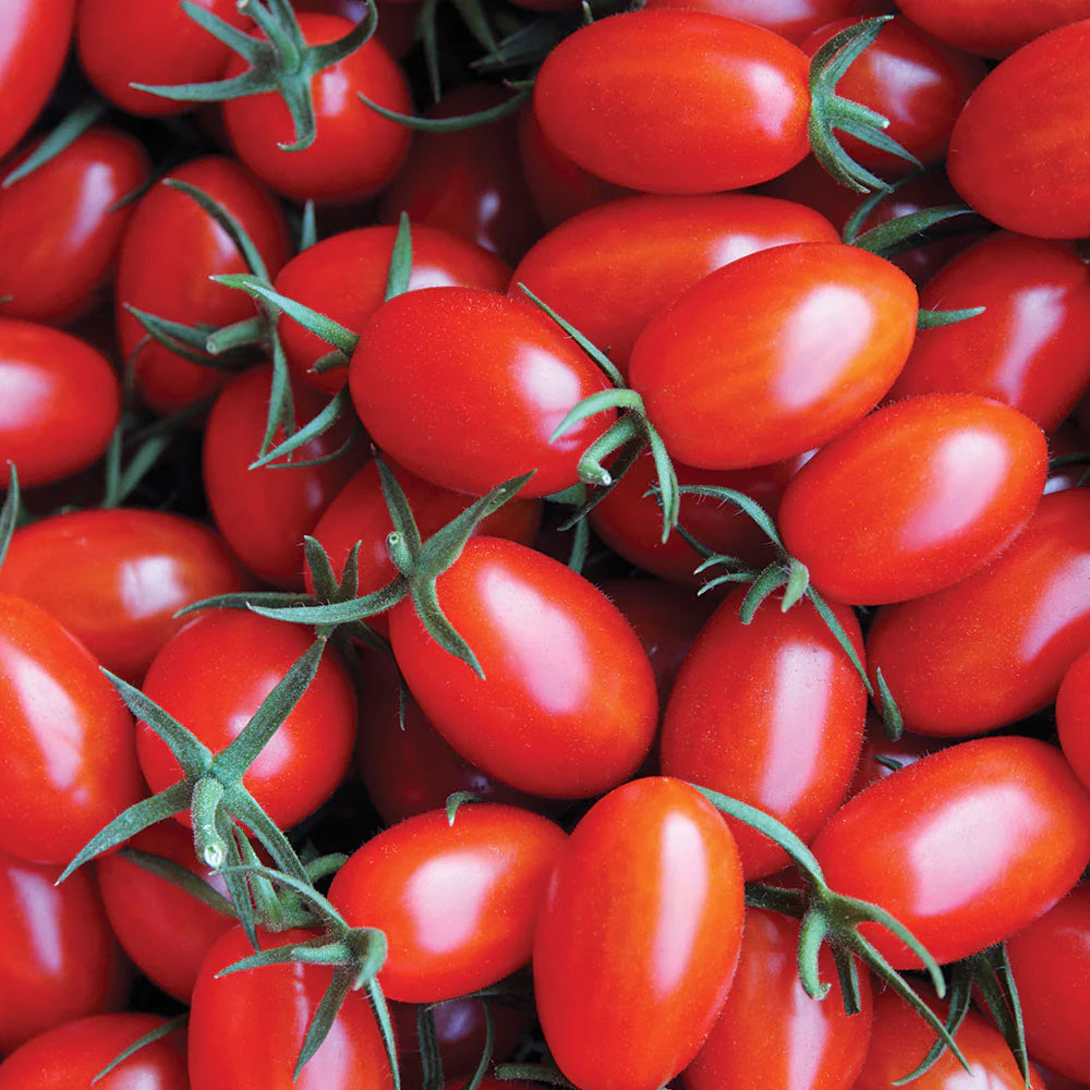 Tomato Roma – Sejahtera Seeds and Bulbs