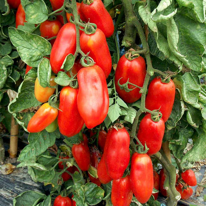 Tomato San Marzano (Indeterminate)