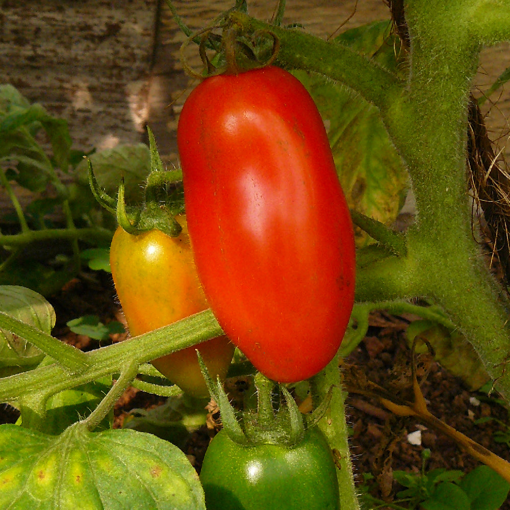 Tomato San Marzano (Indeterminate)