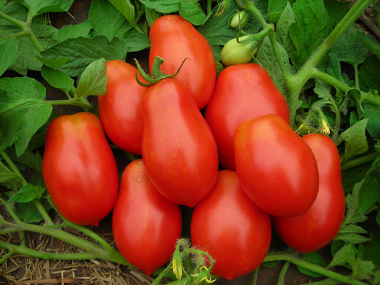 Tomato Roma Vegetable 100 mg Seeds For Planting