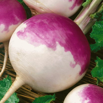Turnip Purple Top White Globe