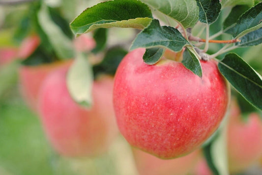 4 Unrooted Cuttings AMBROSIA Apple Fruit Tree Scion / Cutting / Rooting / Grafting 10-12 INCHES