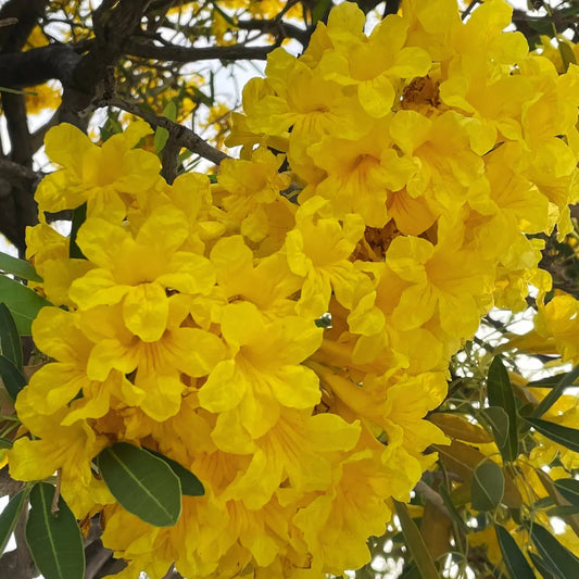 Tabebuia argentea Yellow 10 Seeds For Planting