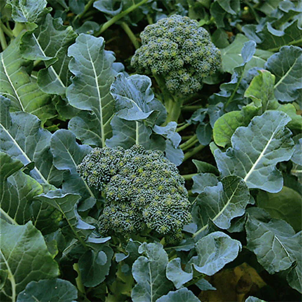 Broccoli Green Sprouting Calabrese Brassica oleracea 300 Seeds For Planting