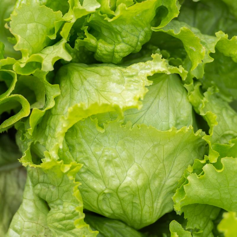 Lettuce Heading Iceberg Batavian 700 Seeds For Planting