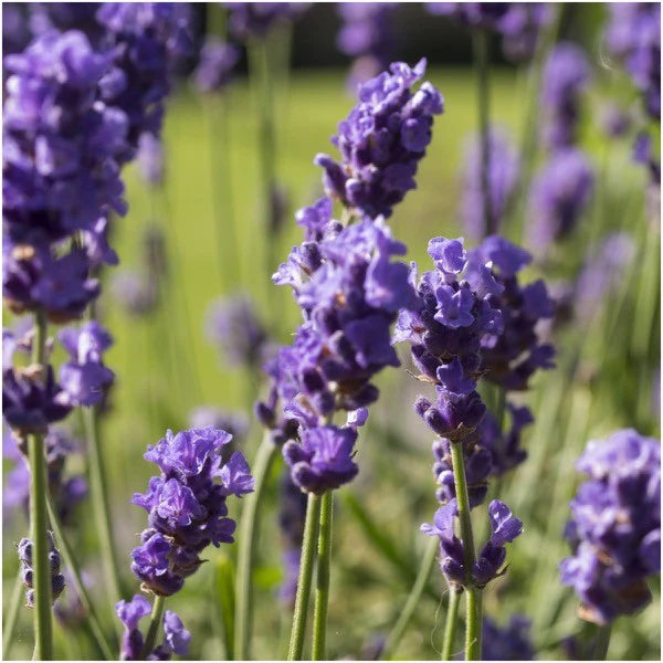 Vera Lavender Lavandula angustifolia 100 Seeds For Planting