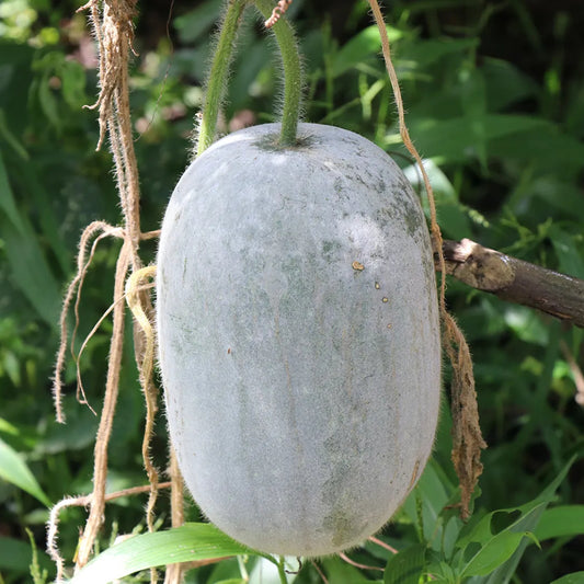 Wax Gourd  Wintermelon