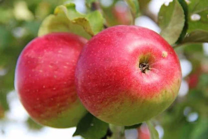 5 Unrooted Cuttings WEALTHY Apple Fruit Tree Scion / Cutting / Rooting / Grafting 10-12 INCHES