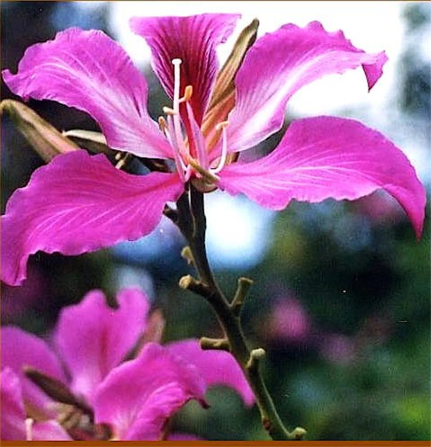 Bauhinia purpurea 10 Seeds For Planting