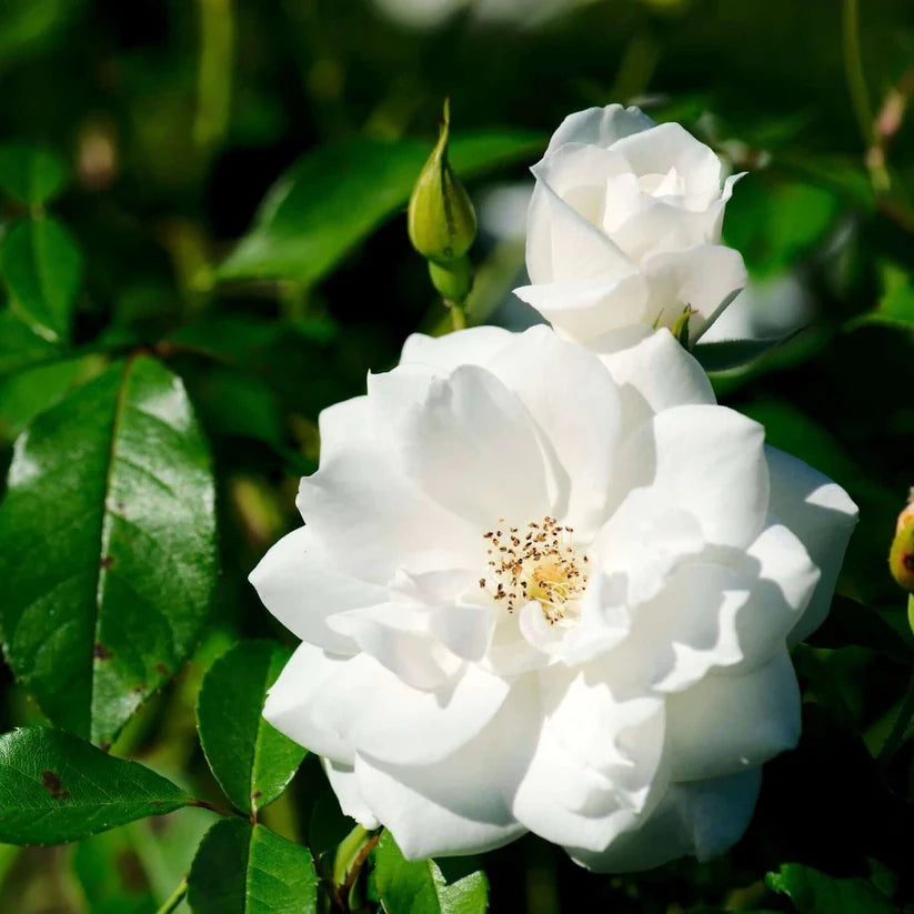 2 Live Starter Plants in 2 Inch Pots Iceberg Rose Bush