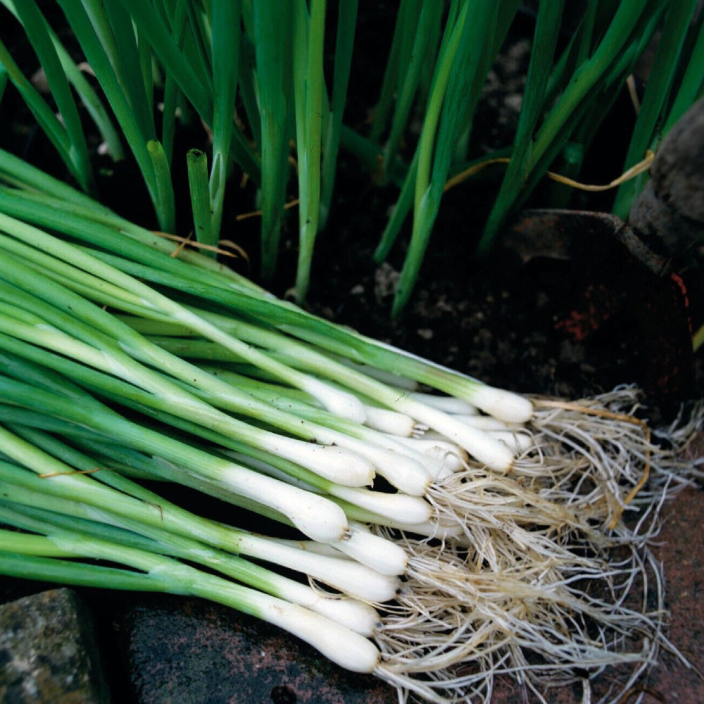 White Lisbon Bunching Onion – Sejahtera Seeds and Bulbs