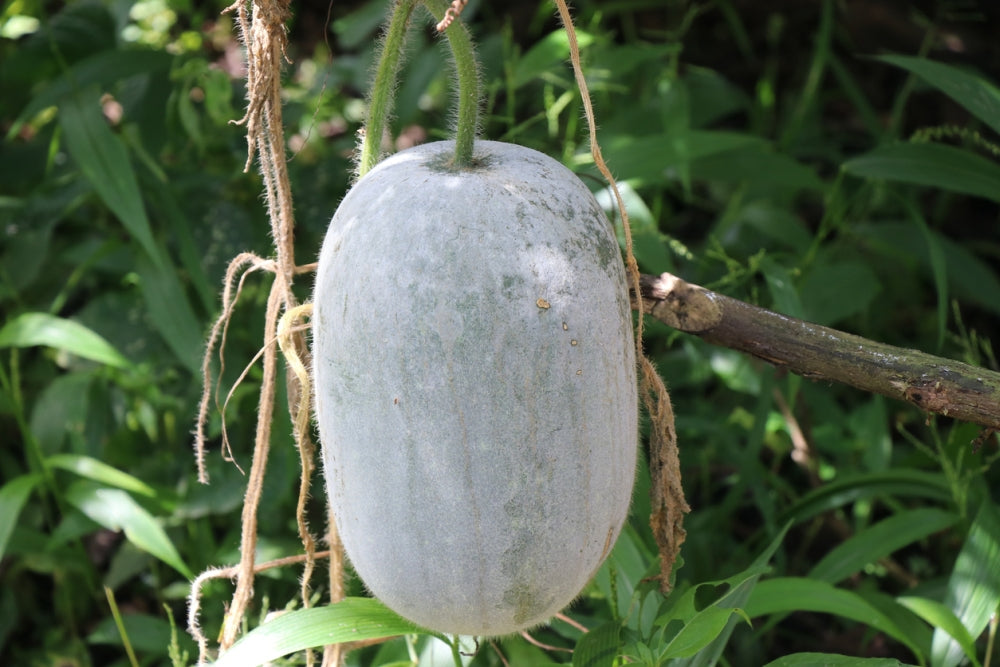 Wax Gourd Wintermelon 10 Seeds For Planting