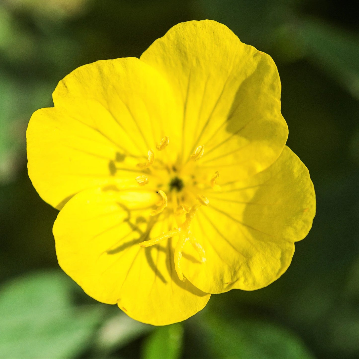 Evening Primrose Oenothera lamarckiana 100 mg (approx 200 seeds) Seeds For Planting